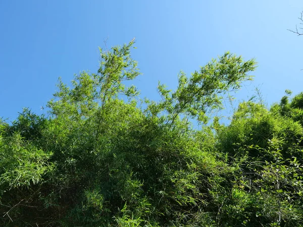Top Green Bush Bamboo Tree Plant Leaves Blue Sky Background — Fotografia de Stock