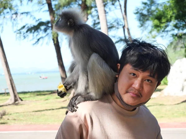 나뭇잎 원숭이 Spectacled Langur 해변에 아시아인의 어깨에 — 스톡 사진