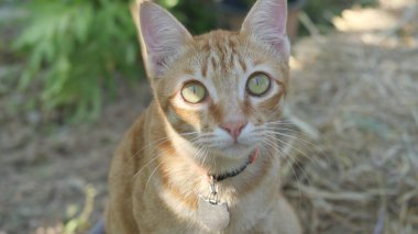 Turuncu renkli tekir kedi dinleniyor ve sarı saman balyasına bakıyor.