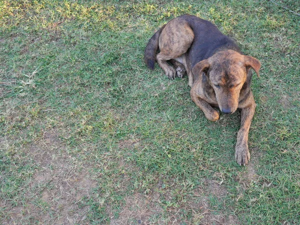 Dark Brown Cute Puppy Resting Green Lawn Dog Grass Land — Fotografia de Stock