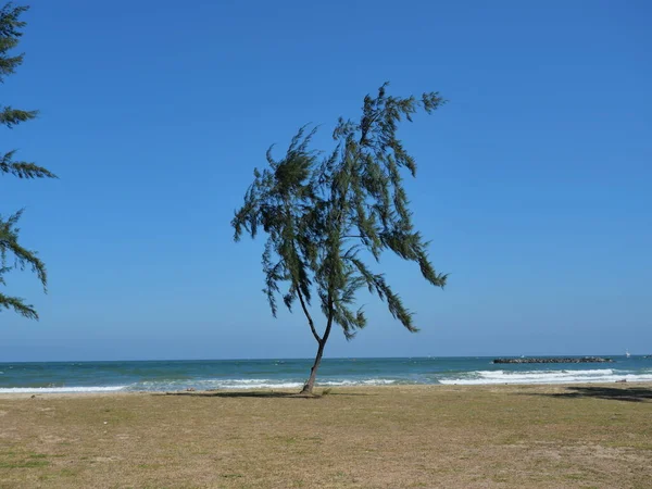 Australian Whistling Pine Tree Moving Sway Wind Shaking Beach Blue — стоковое фото