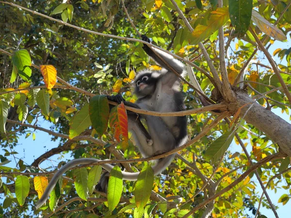 Дускі Листя Мавпи Дереві Лісовий Ссавець Зеленими Деревами Чагарниками — стокове фото