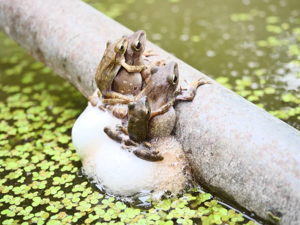 번식하는 일반적 개구리는 의등에 마리의 개구리는 짝짓기를 파이프에 있습니다 — 스톡 사진