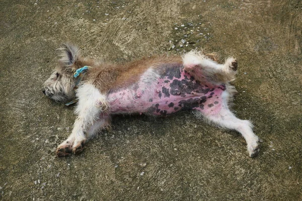 Cão Peludo Marrom Deitado Perna Esticada Revelando Barriga Está Cheio — Fotografia de Stock