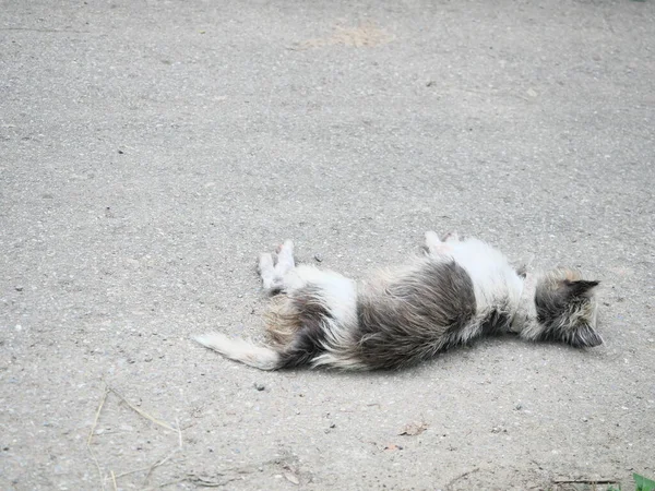 White Black Furry Dog Resting Gray Courtyard Simulation Pet Road — Stock Fotó