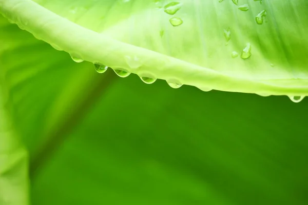 Tetesan Air Tepi Daun Pisang Hijau Kesegaran Tanaman Setelah Hujan Stok Foto Bebas Royalti