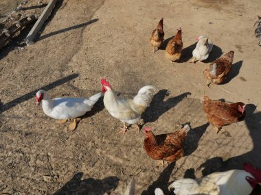 Çiftlikteki toprak arazide beyaz ve kahverengi tavuklardan oluşan yerli bir ördek.