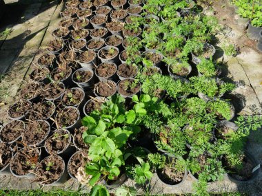 Toprakta yetişen sebzeler siyah plastik kaplarda, yeşil organik sebzeler Tayland 'daki çiftlikte.