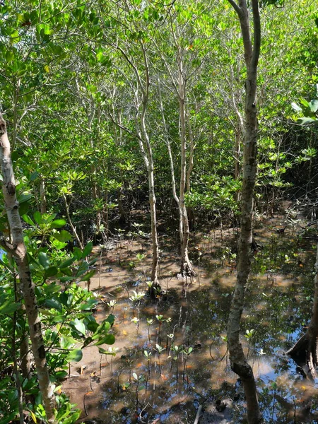 Mangrove Roots Flooded Mud Forest Pranburi Forest Park Natural Water — Fotografia de Stock