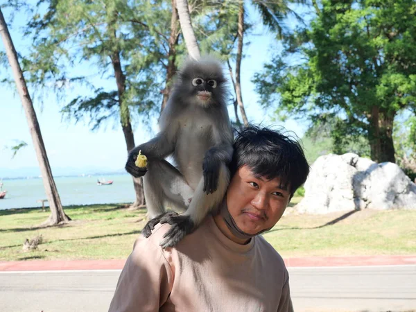 在泰国Prachuap Khiri Khan省Prachuap湾 一只昏暗的叶猴 眼镜猴 坐在一名亚裔男子的肩上 他坐在背斜的海滩上 — 图库照片