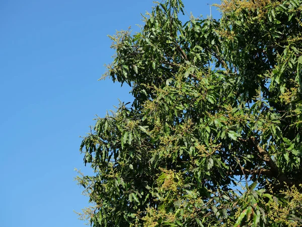 Mango blossom on tree plant, Bright color and shadow on the green leaves of mango tree with blue sky in background