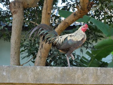 Arka planda doğal yeşil ağaç yaprağıyla beton duvarda duran tavuk, Tayland 'da horozun üzerinde kahverengi ve sarı renkli tüy şeritleri olan siyah tavuk.