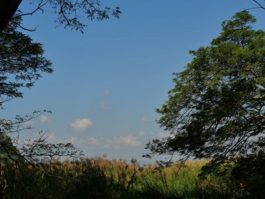 Kahverengi dallı Reed ağacı ve mavi gökyüzü ve arka planında beyaz bulut olan yeşil mimoza ağacı çalısı tarlada.