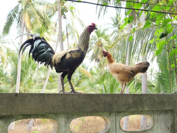 Huhn Steht Auf Betonwand Mit Naturgrünem Kokospalmenblatt Hintergrund Schwarz Mit — Stockfoto