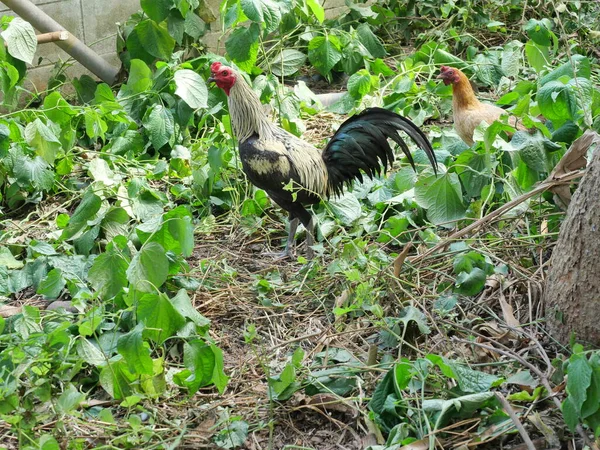 Csirke Áll Piszok Föld Természetes Zöld Levél Fekete Barna Sárga — Stock Fotó
