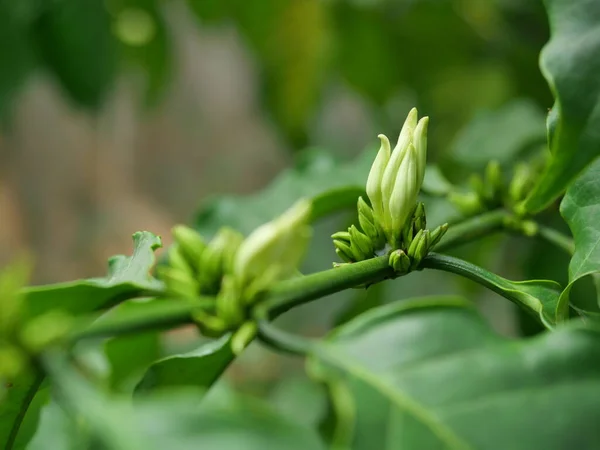 Robusta Capullos Flores Café Planta Del Árbol Con Hoja Verde —  Fotos de Stock