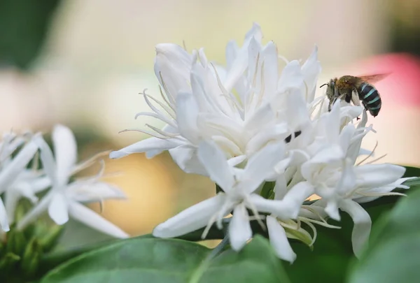 Carpenter Bee Membalik Untuk Mencari Nektar Robusta Coffee Blossom Pada Stok Gambar Bebas Royalti