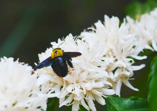 Keleti Ács Méhecske Repül Keresni Nektár Robusta Kávé Virág Növény — Stock Fotó