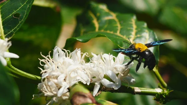 Keleti Ács Méhecske Repül Keresni Nektár Robusta Kávé Virág Növény — Stock Fotó