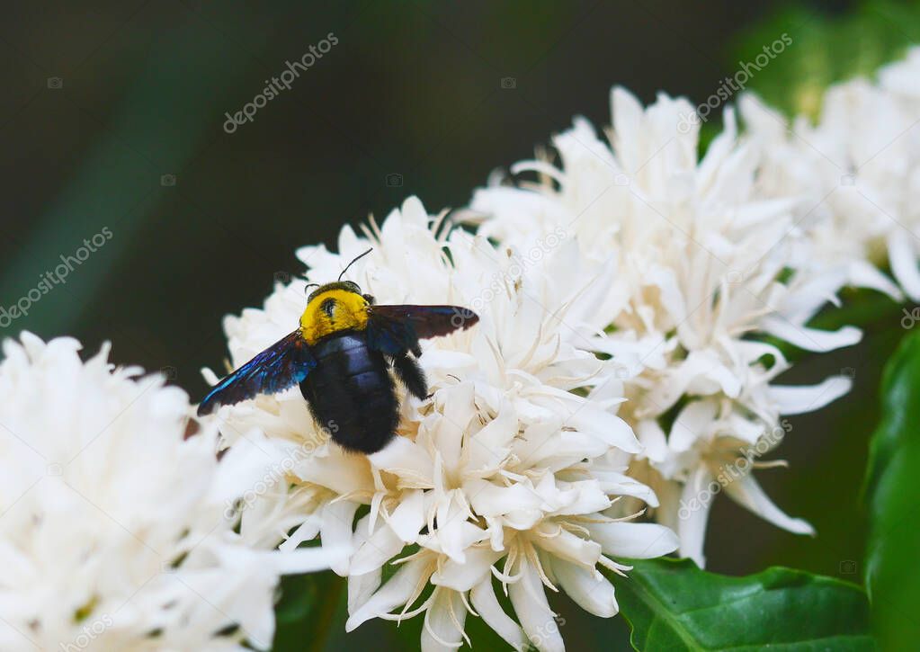 Eastern carpenter Bee fliing to seeking nectar in Robusta coffee blossom on tree plant with green leaf. Petals and white stamens of blooming flowers, Yellow hair  and black stripes on bumblebee