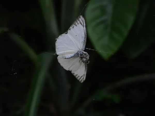 Araña Está Comiendo Una Mariposa Blanca Atascada Hoja Verde Tela —  Fotos de Stock