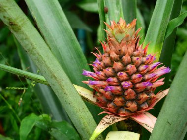 Arka planda yeşil yapraklar olan ananas çiçeği, çiçeğin mor yaprakları meyvenin üzerinde bahar.