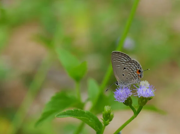 Рівнина Купідон Chilades Pandava Метелик Смокче Нектар Фіолетовій Квітці Природним — стокове фото