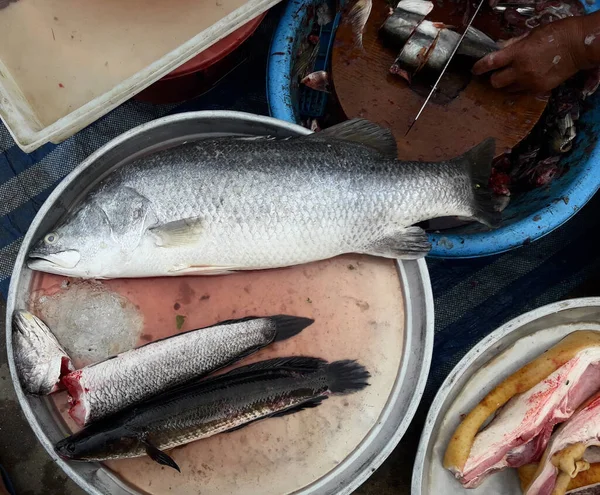 Barramundi (Lates calcarifer) or Asian sea bass with chevron snakehead (Channa striata) fish on tray in market, Thailand