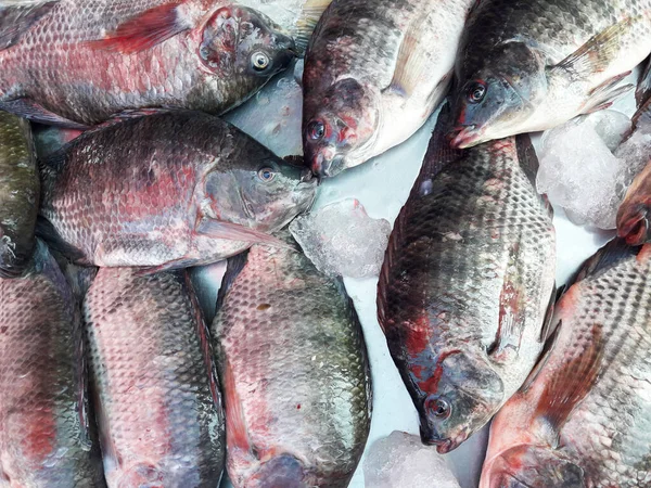 Group Nile Tilapia Oreochromis Niloticus Fish Ice Market Thailand — Stock Photo, Image