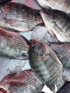 Nil Tilapia grubu (Oreochromis niloticus) Tayland pazarında buzda balık