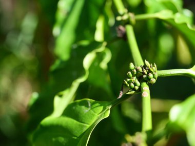 Çiğ ve olgun yeşil renkli kahve Tayland 'da ağaç fidanlığında kiraz fasulyesi.