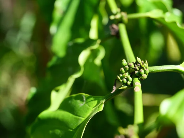 Raaka Kypsä Vihreä Kahvi Kirsikkapavut Puuviljelmillä Thaimaassa — kuvapankkivalokuva