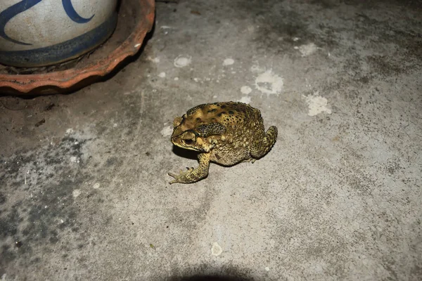 Asian common toad on concrete floor at night, Brown rough skin of amphibians in Thailand
