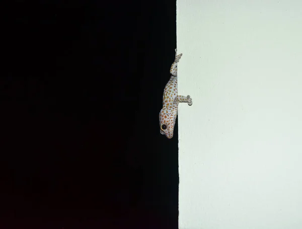 Tokay Gecko Gray Wall Night Black Background Many Orange Color Stock Photo