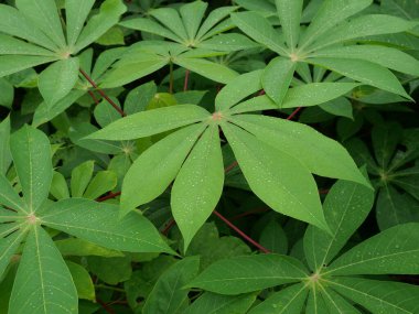 Yeşil yaprak, Bitter Cassava ya da Manioc bitkisi, su damlacıklarıyla dolu tuhaf ve güzel tropikal bitki yaprağı şekilli.