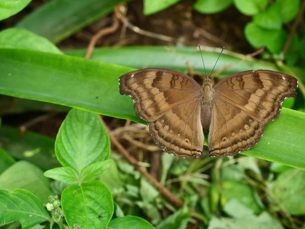 Czekoladowy Motyl Junonia Iphita Liściu Naturalnym Zielonym Tłem Brązowy Pasek — Zdjęcie stockowe