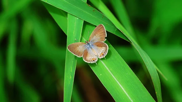 青と黒の翼の上に似たオレンジ色の目のパターンを持つグラムブルー Eurchysops Cnejus 緑の背景を持つ葉の上に熱帯昆虫 — ストック写真