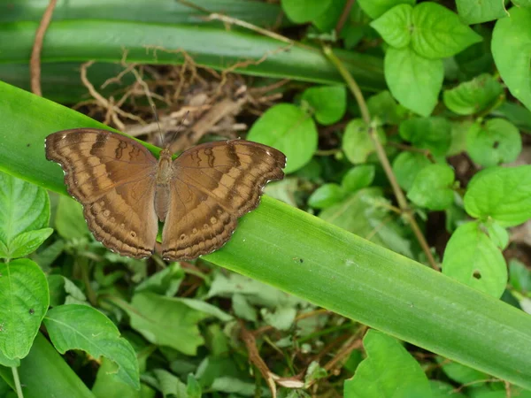 一种热带昆虫 在叶子上的朱古力蝴蝶 背景为自然绿色 在展开的翅膀上有褐色条纹 — 图库照片