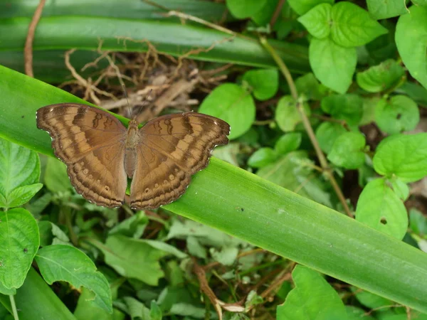 Mariposa Chocolate Pansy Junonia Iphita Sobre Hoja Con Fondo Verde — Foto de Stock