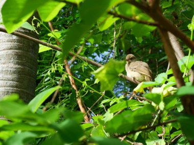 Arkaplanda doğal yeşil yapraklarla ağaçtaki kuş (Pycnonotus blanfordi)