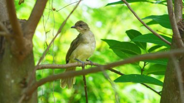 Arkaplanda doğal yeşil yapraklarla ağaçtaki kuş (Pycnonotus blanfordi)