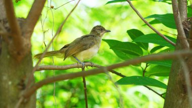 Arkaplanda doğal yeşil yapraklarla ağaçtaki kuş (Pycnonotus blanfordi)