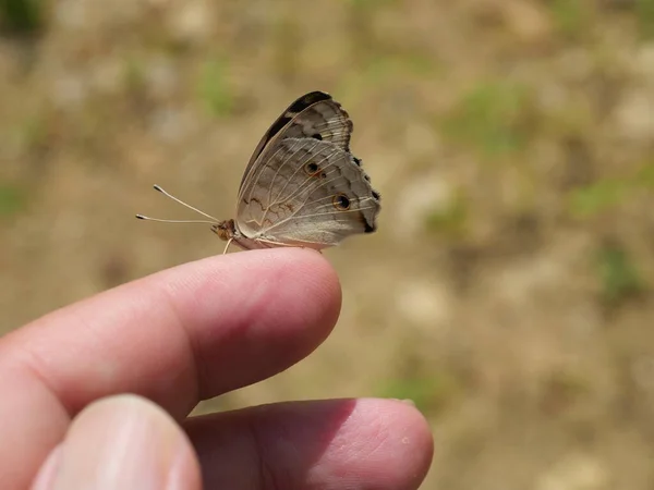 Blå Pansy Butterfly Mänskligt Finger Och Hand Med Naturlig Brun — Stockfoto