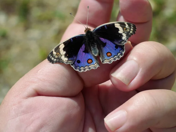 Blue Pansy Butterfly Pada Jari Manusia Dan Tangan Dengan Latar Stok Lukisan  
