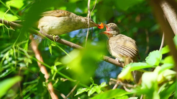 The bird is feeding food into the baby bird\'s beak,  Streak-eared Bulbul (Pycnonotus blanfordi) on tree with natural green leaves in background