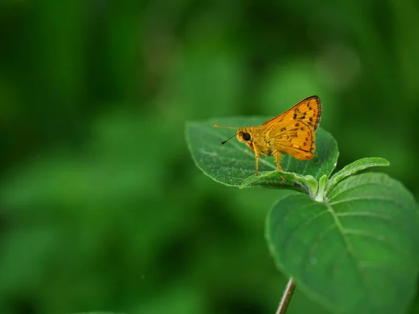 Fiery Skipper Borboleta Folha Planta Com Fundo Verde Natural Listras — Fotografia de Stock