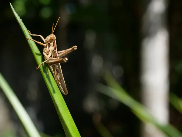 Brown Grasshopper Bombay Locust Zielonym Drzewie Liściastym Naturalnym Czarnym Tłem — Zdjęcie stockowe