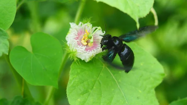 Indian bhanvra or violet carpenter bee seeking nectar on white flower with natural green leaf, Tropical insects flying, Black color bumble bee spreading its wings in flight