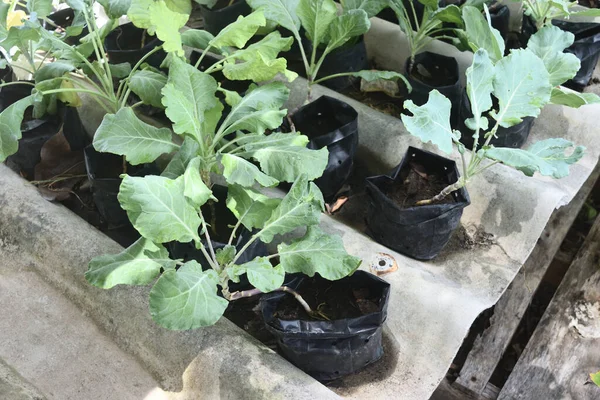 Taze Gai Lan Veya Çin Lahanası Brassica Oleracea Var Saksıdaki — Stok fotoğraf