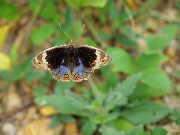 Blue Pansy Butterfly on tree with natural green background, The pattern resembles orange eyes on the black and blue and purple and yellow wing
